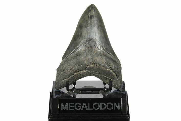 Fossil Megalodon Tooth - South Carolina #170329